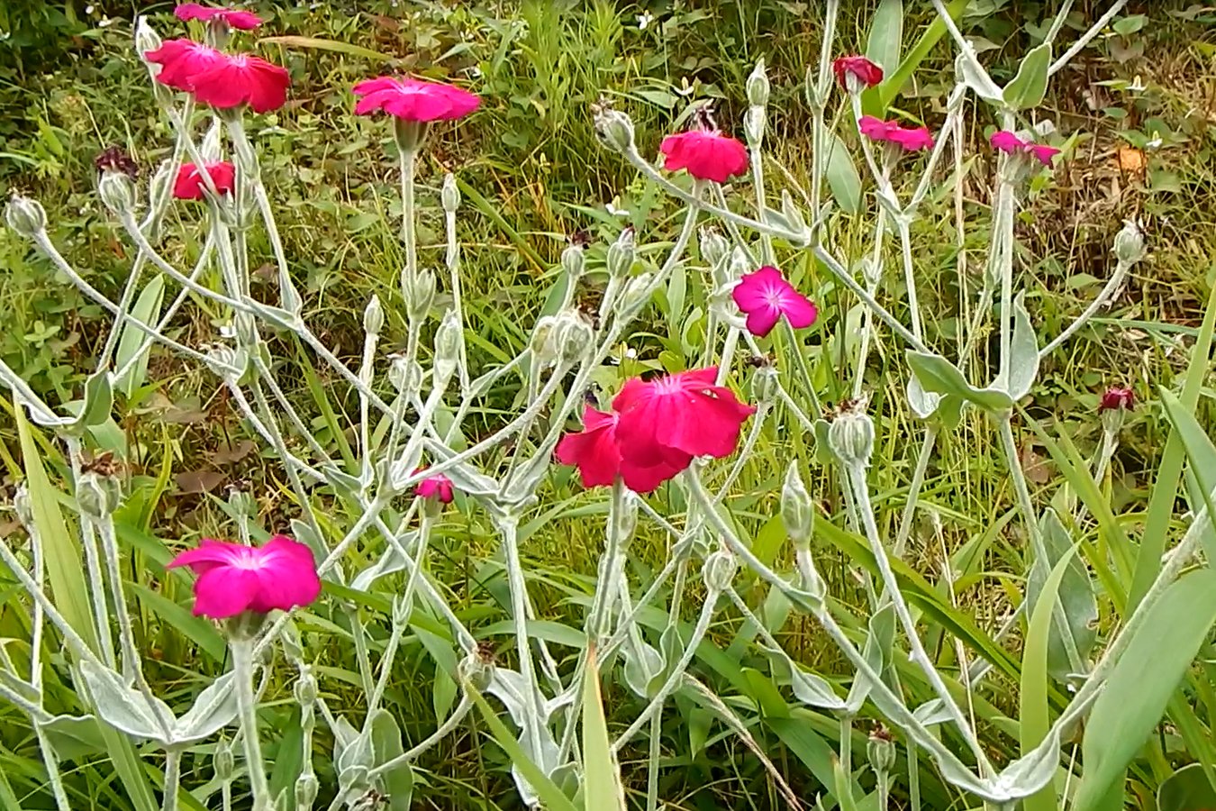 フランネルソウ