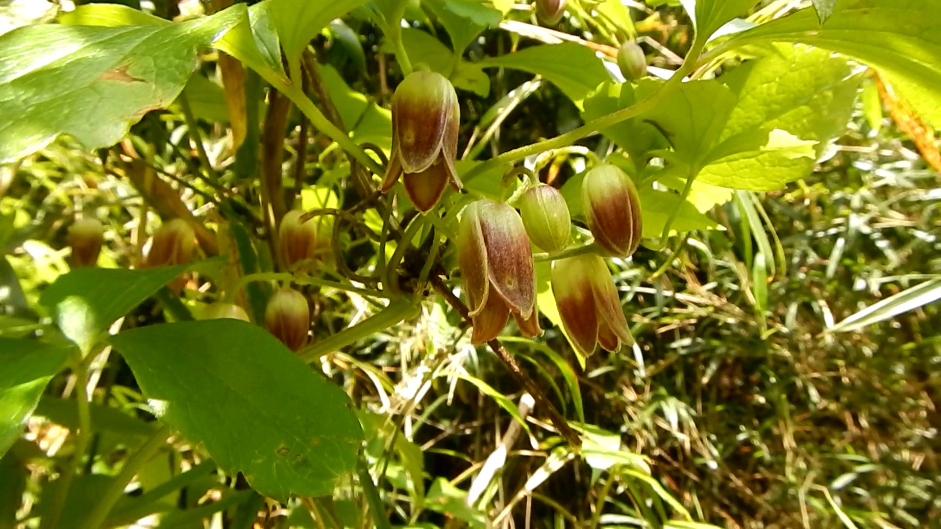 ハンショウヅル