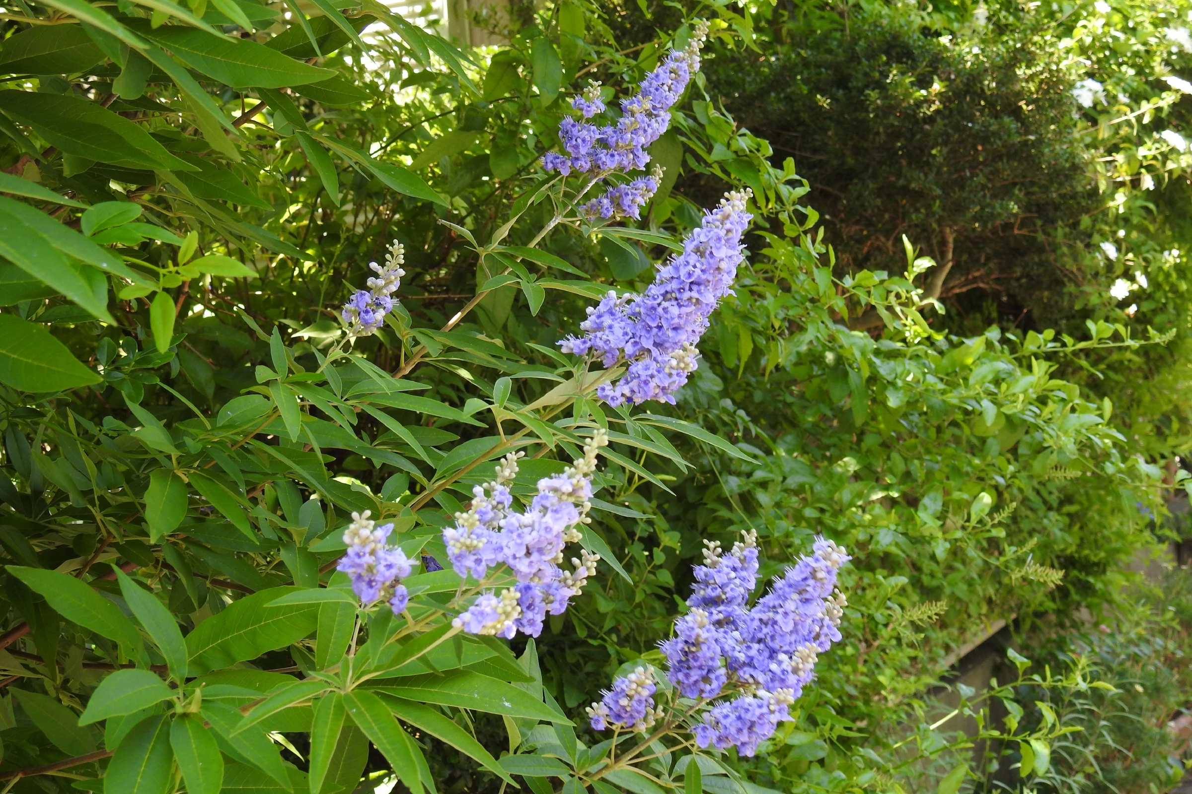 セイヨウニンジンボク