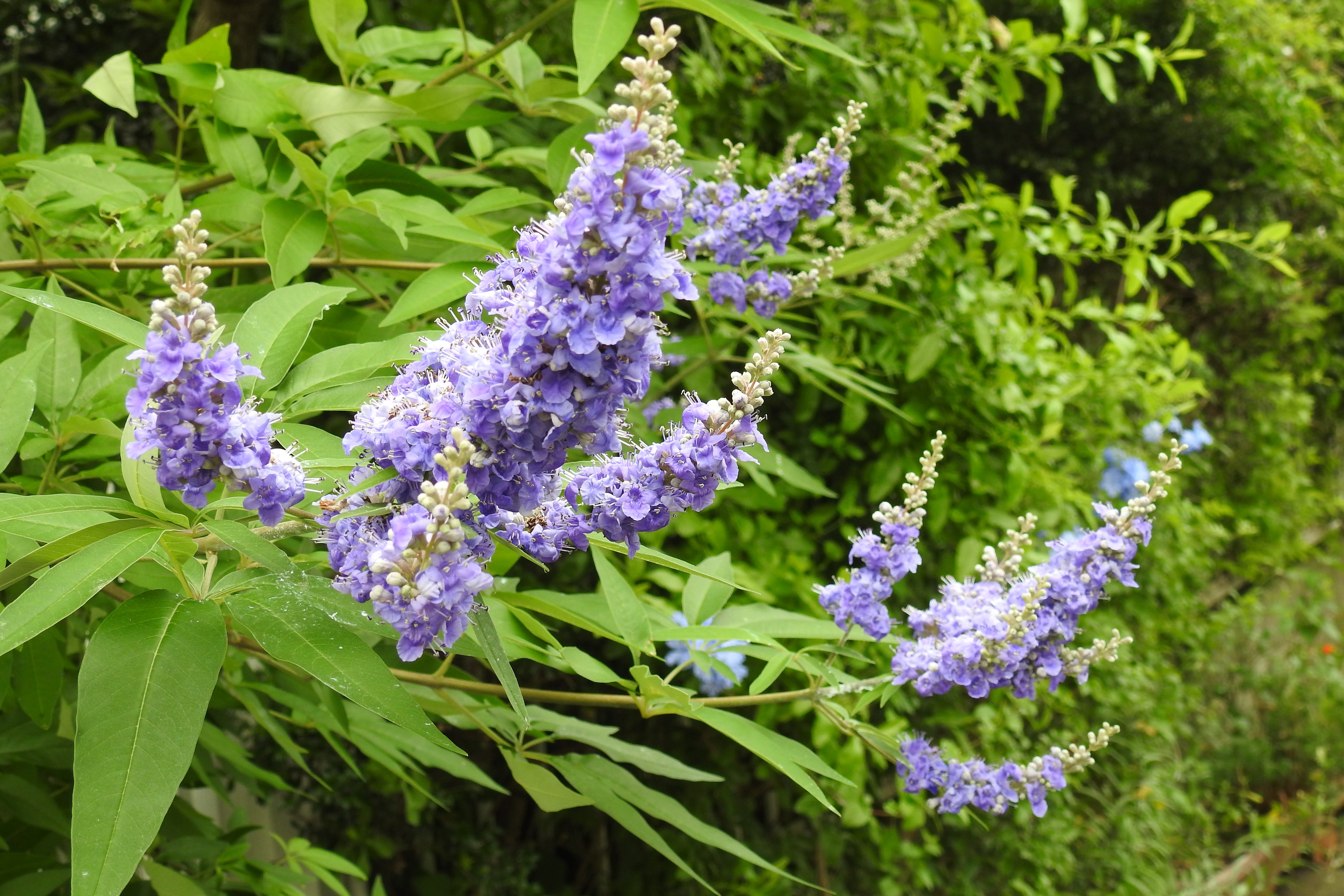 セイヨウニンジンボク