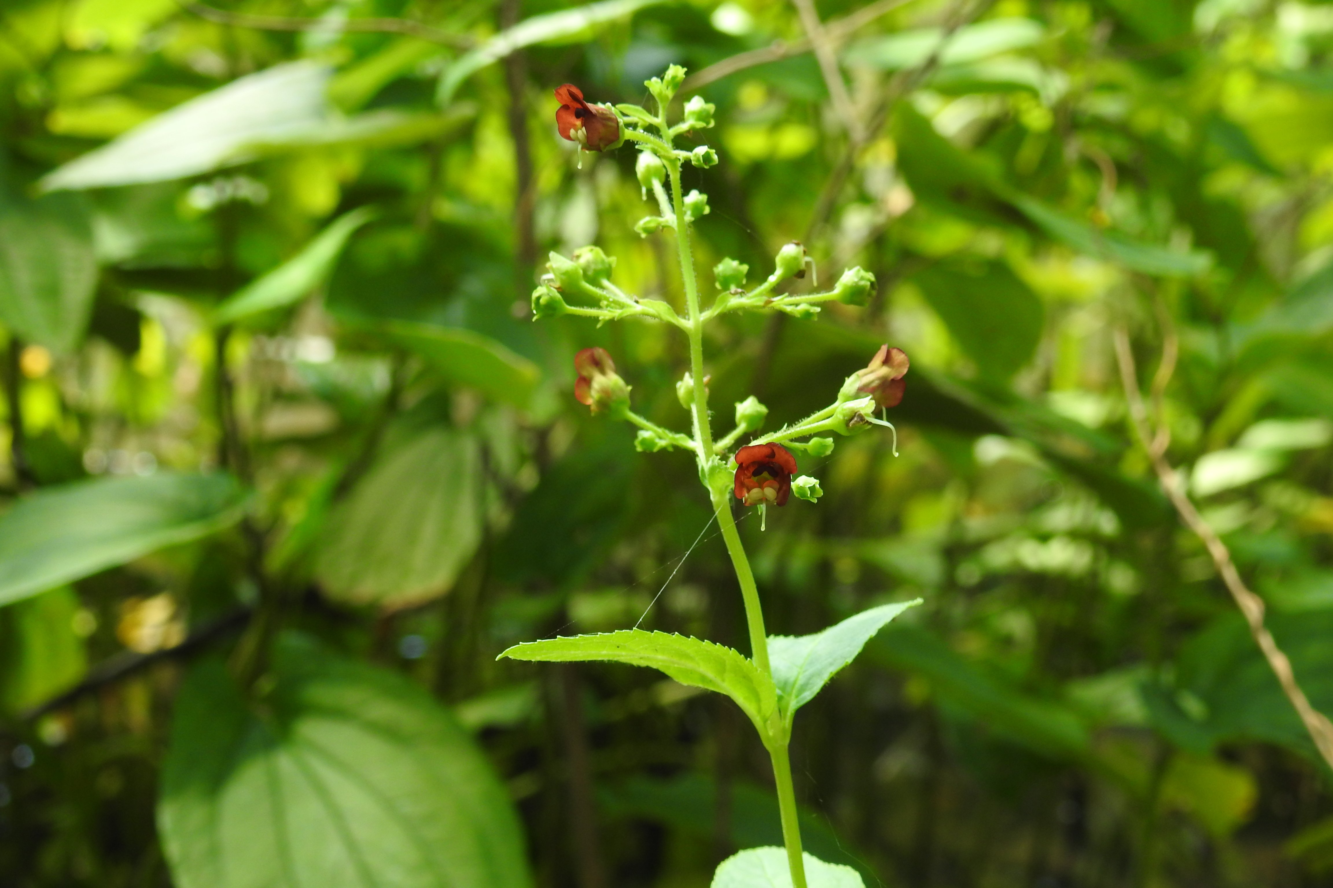 オオヒナノウスツボ