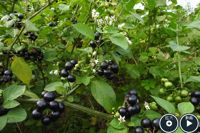 ガーデンハックルベリーの実　完熟の実だけ集めます(^o^)完全無農薬家庭菜園