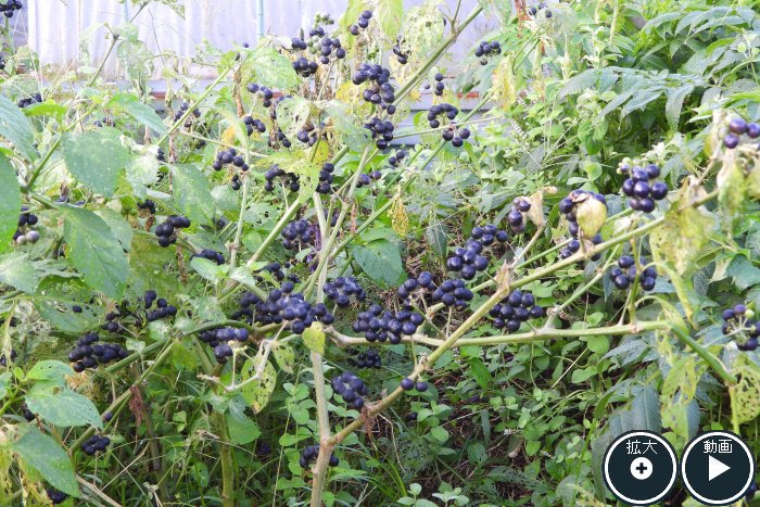 ガーデンハックルベリーの実　完熟の実だけ集めます(^o^)完全無農薬家庭菜園