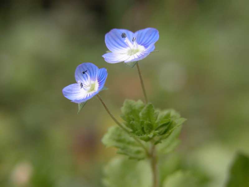 オオイヌノフグリ