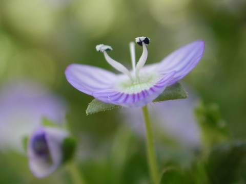 オオイヌノフグリ