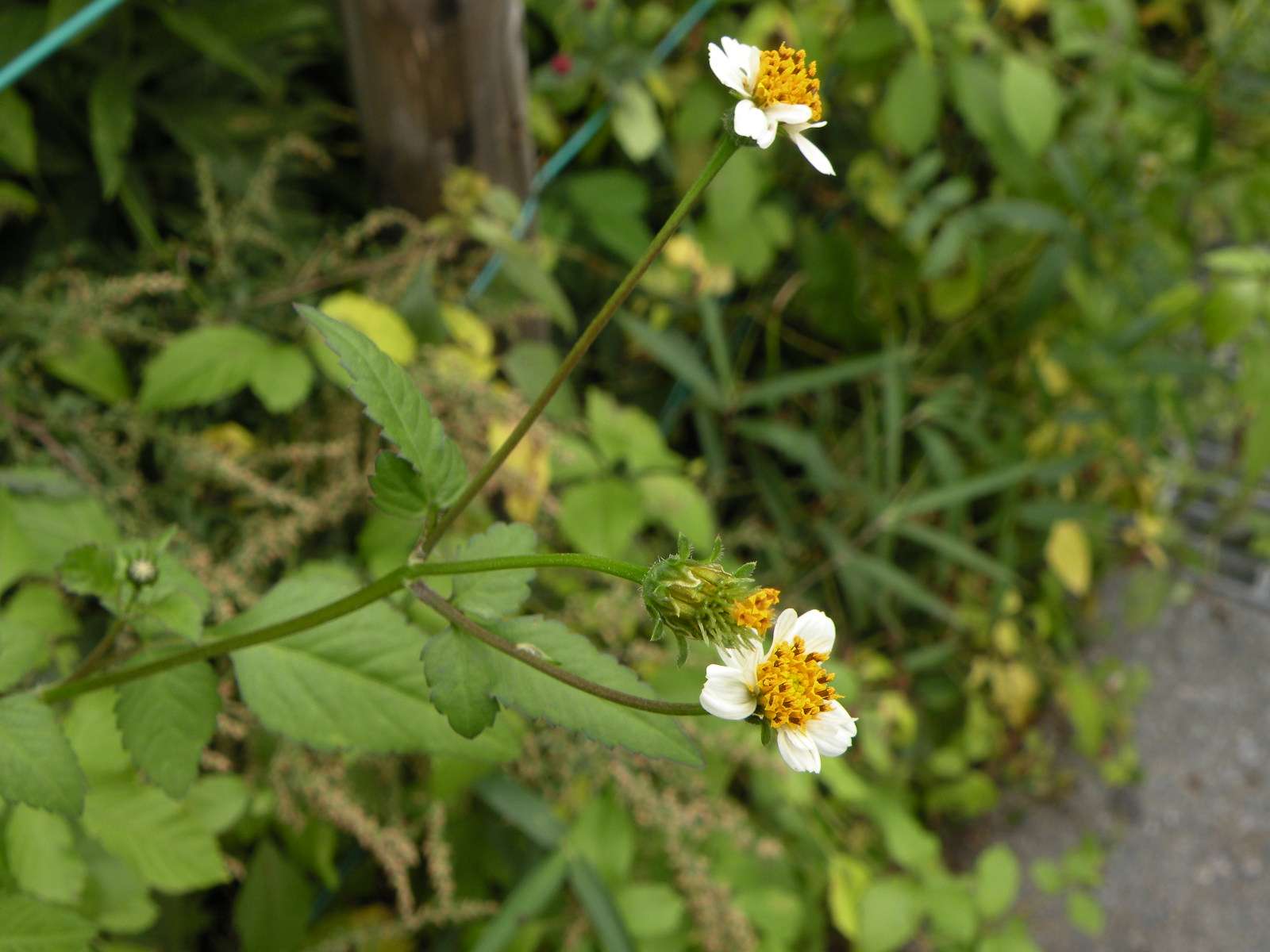 シロノマヒロ 開花 二 年 目 の 秋